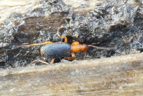 Réf. 277 194 : Brachinus sp.